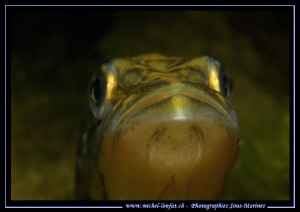 A very young Pike Fish - looking at his reflexion in my d... by Michel Lonfat 